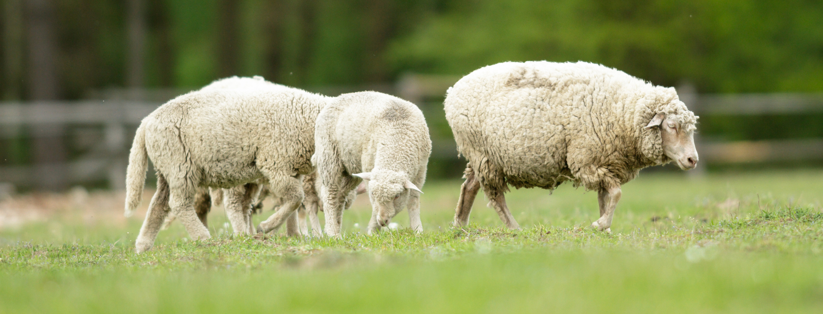 Schafe und Ziegen