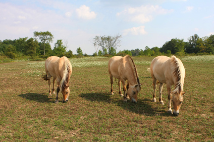 Erstellung von Equidenpässen und Tierkennzeichnung mittels Mikrochip